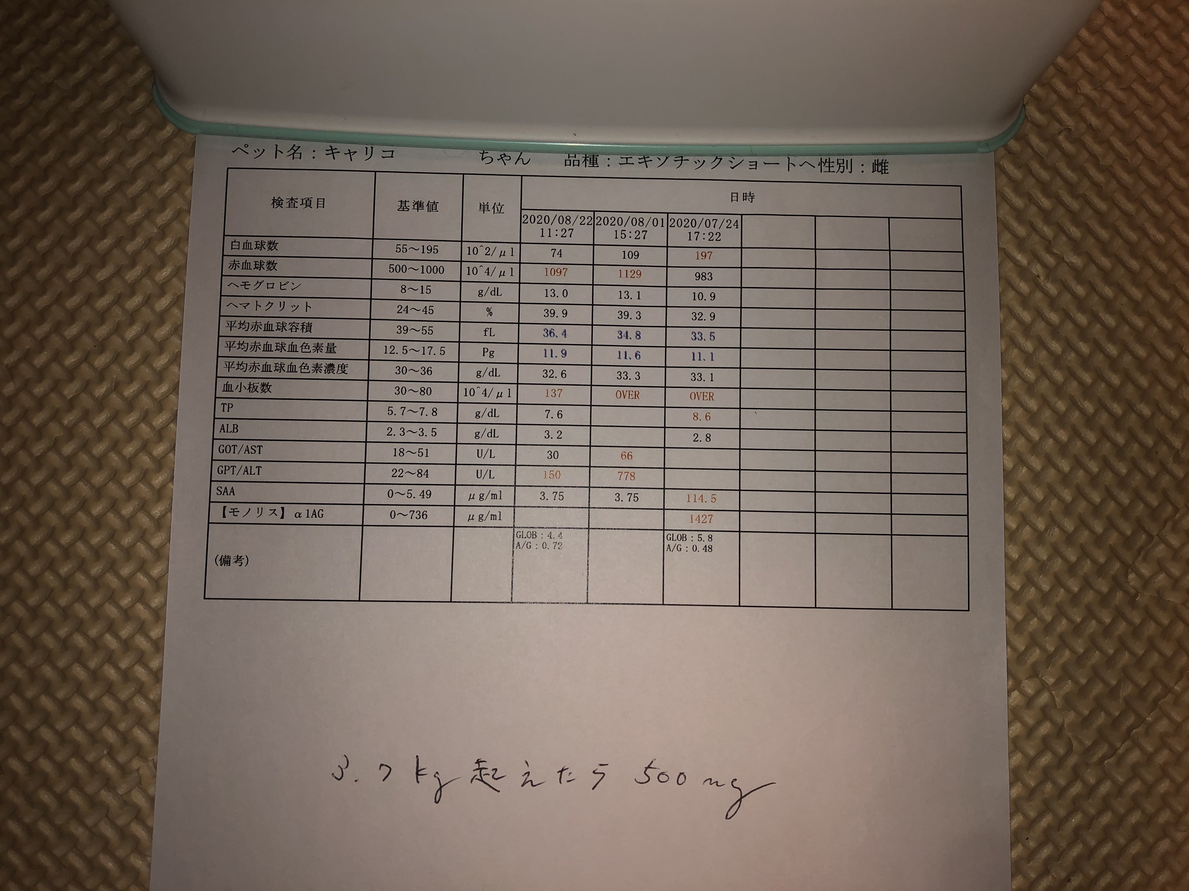 生後9カ月の命を守りたい!】FIP 猫伝染性腹膜炎 治療費のご協力お願い