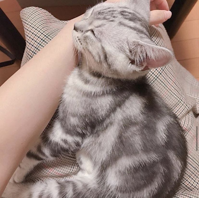 致死率ほぼ100 の難病だが 小さな猫は戦います
