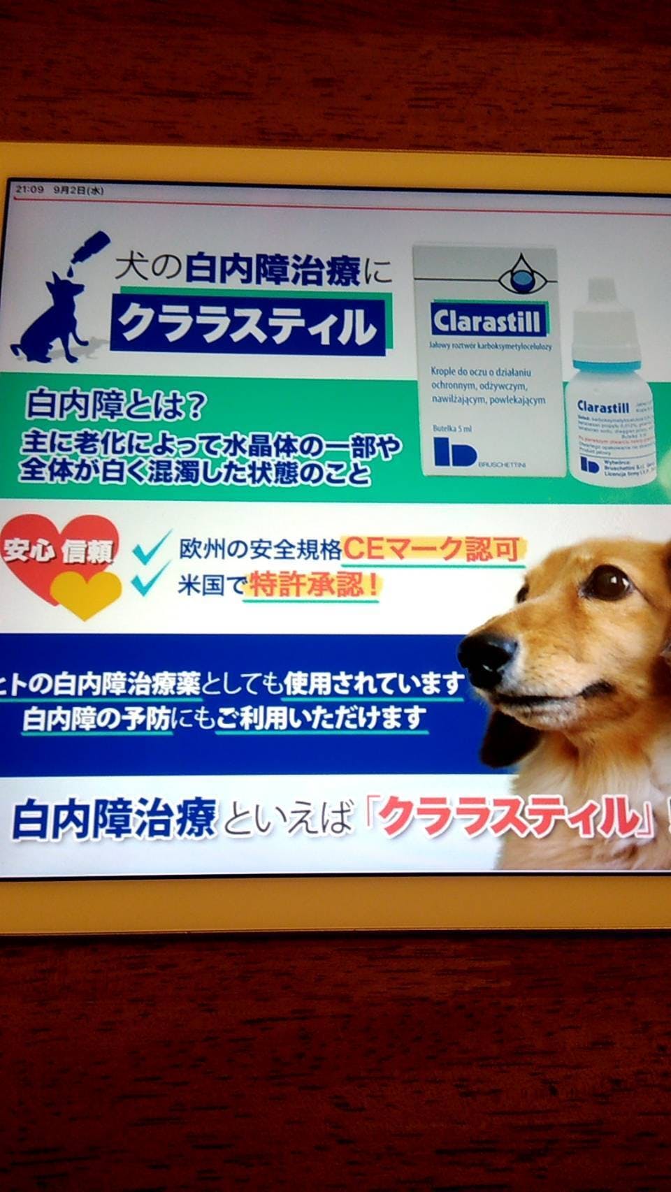 美瑛のペンション木のうたの看板犬モモちゃんを助けてください Campfire キャンプファイヤー 美瑛のペンション木のうたの看板犬モモちゃんを助けてください Campfire キャンプファイヤー