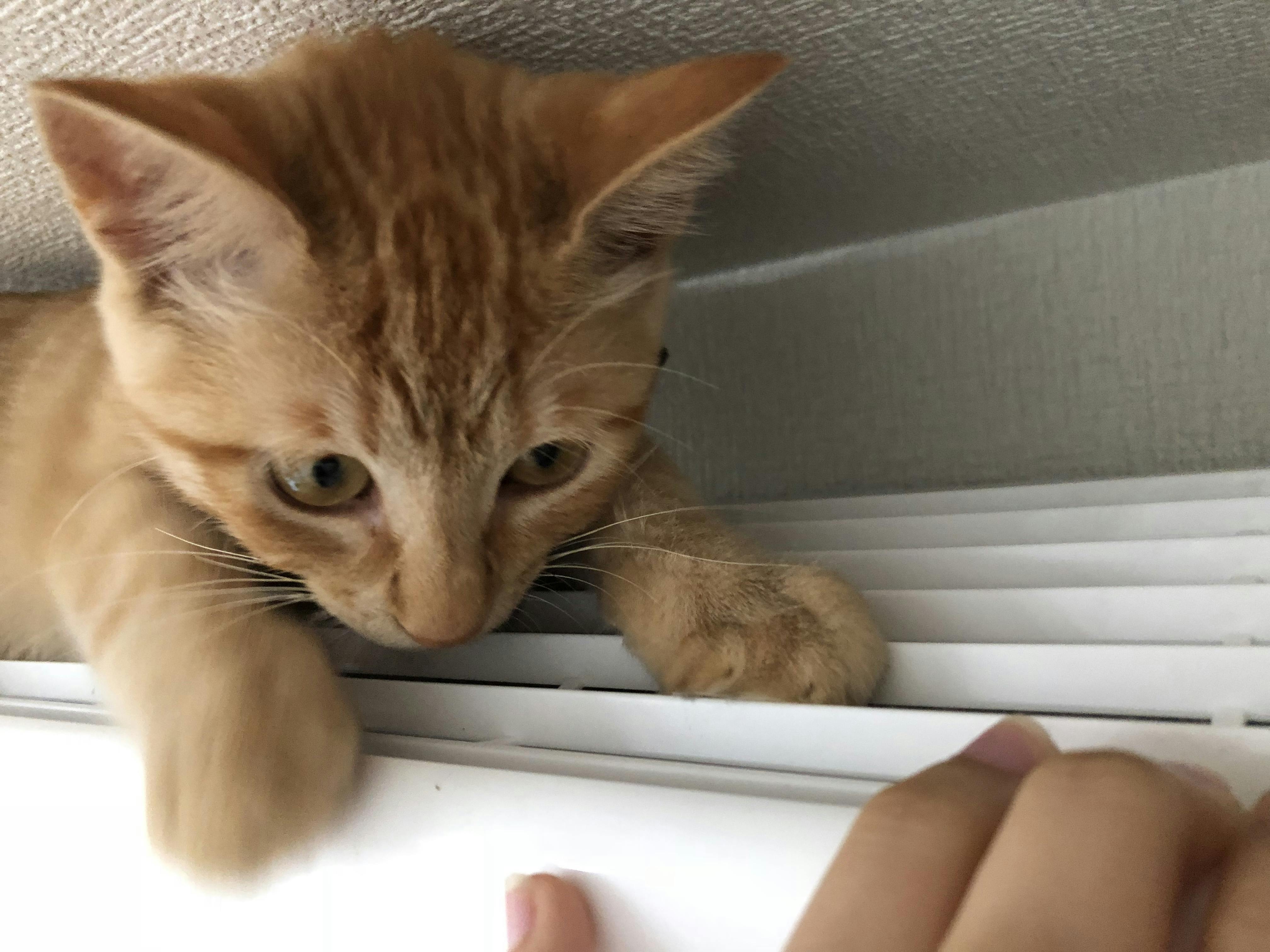 静岡市で唯一 ご飯も食べれる保護猫カフェをつくって 命のバトンを繋げたい Campfire キャンプファイヤー 静岡市で唯一 ご飯も食べれる保護猫カフェをつくって 命のバトンを繋げたい Campfire キャンプファイヤー