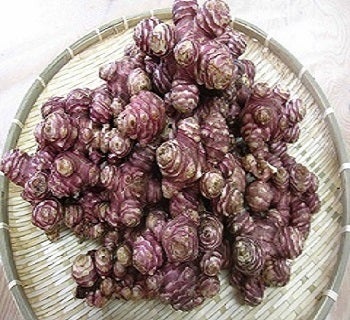 未病予防vs欲望飯 赤菊芋ペーストの魅力を多くの人々へ伝えたい Campfire キャンプファイヤー 未病予防vs欲望飯 赤菊芋ペーストの魅力を多くの人々へ伝えたい Campfire キャンプファイヤー