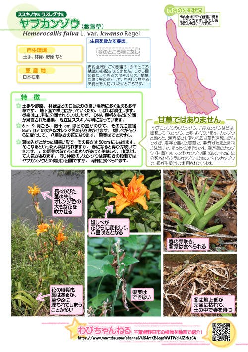 千葉県野田市の豊かな自然を わぴちゃんねるを通じて多くの方にprしたい Campfire キャンプファイヤー