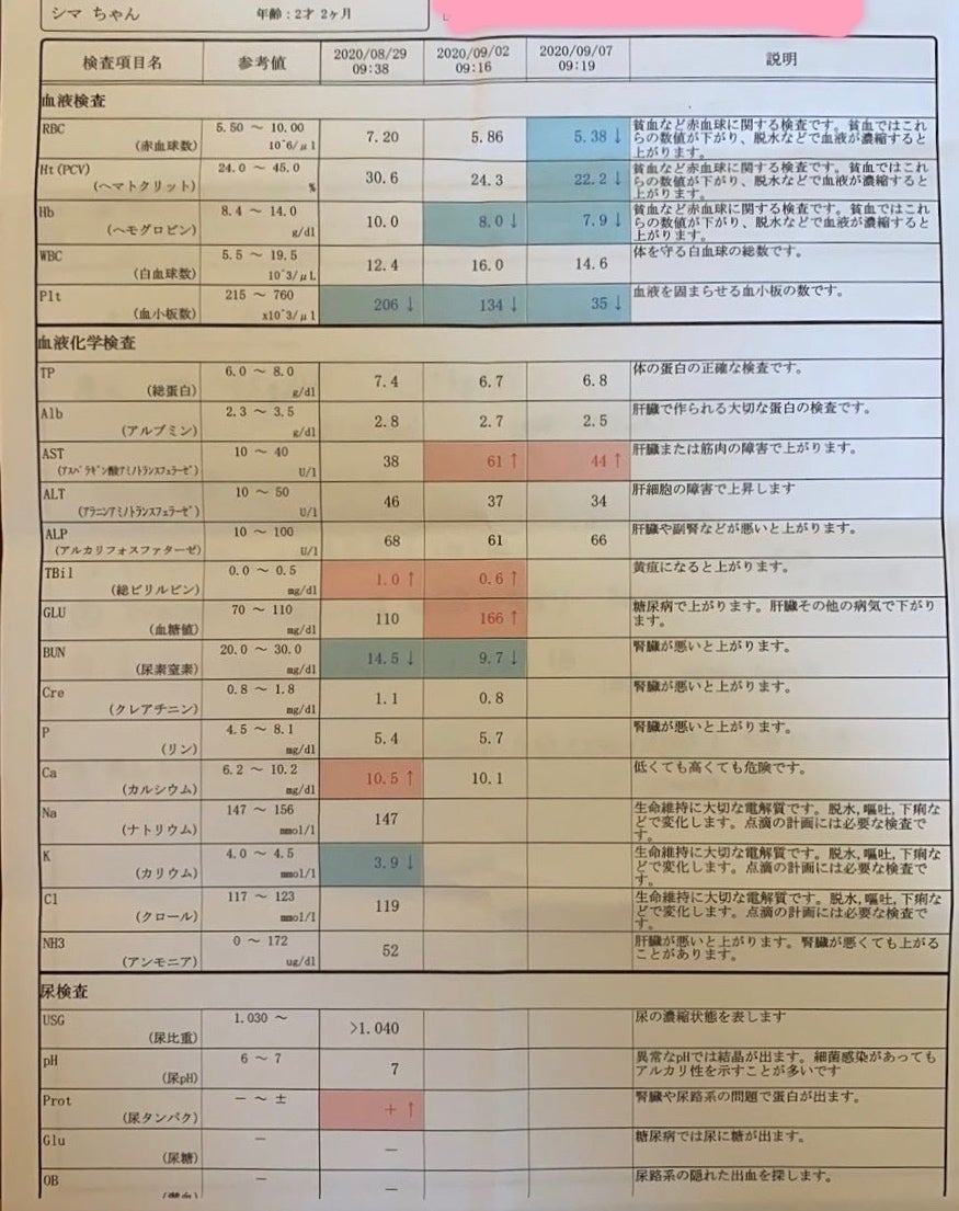 致死率ほぼ100%の難病だが、小さな猫は戦います - CAMPFIRE (キャンプ