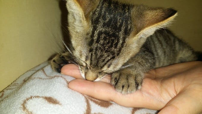 猫白血病ウイルス Felv 感染症と闘う ちくわ に幸せな余生を Campfire キャンプファイヤー 猫白血病ウイルス Felv 感染症と闘う ちくわ に幸せな余生を Campfire キャンプファイヤー