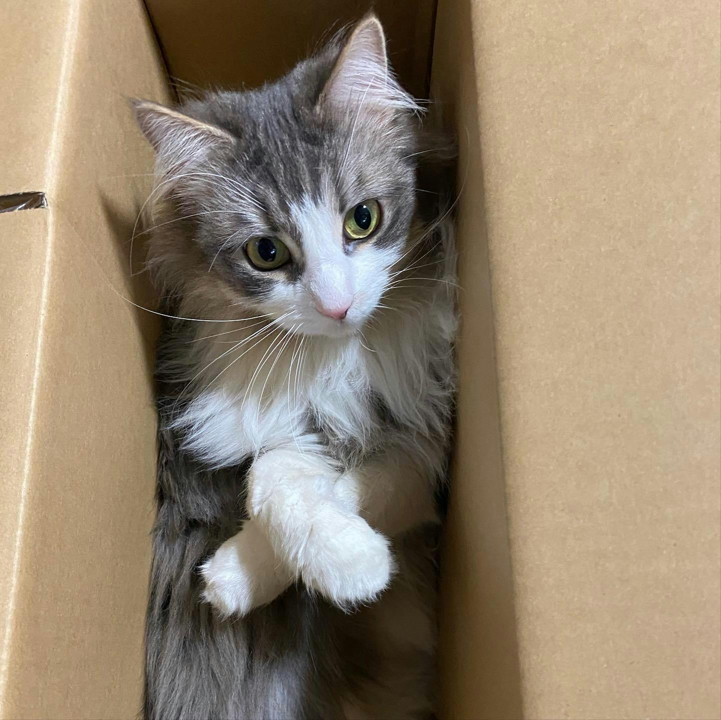 致死率ほぼ100%の「FIP」から助けたい【治療費支援のお願い 