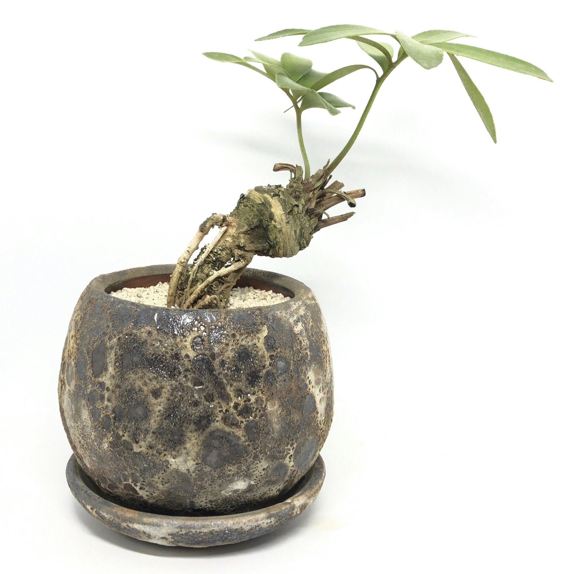 近畿北摂に異空間な植物店をopenし 心が動くような個性ある植物を提供したい Campfire キャンプファイヤー 近畿北摂に異空間な植物店をopenし 心が動くような個性ある植物を提供したい Campfire キャンプファイヤー