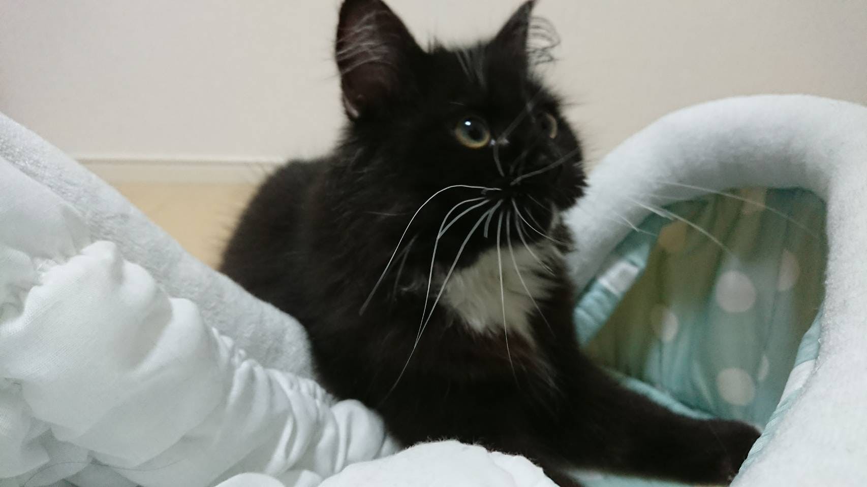 Fip 猫伝染性腹膜炎 の ヴェーチェル に生きる希望をください Campfire キャンプファイヤー Fip 猫伝染性腹膜炎 の ヴェーチェル に生きる希望をください Campfire キャンプファイヤー