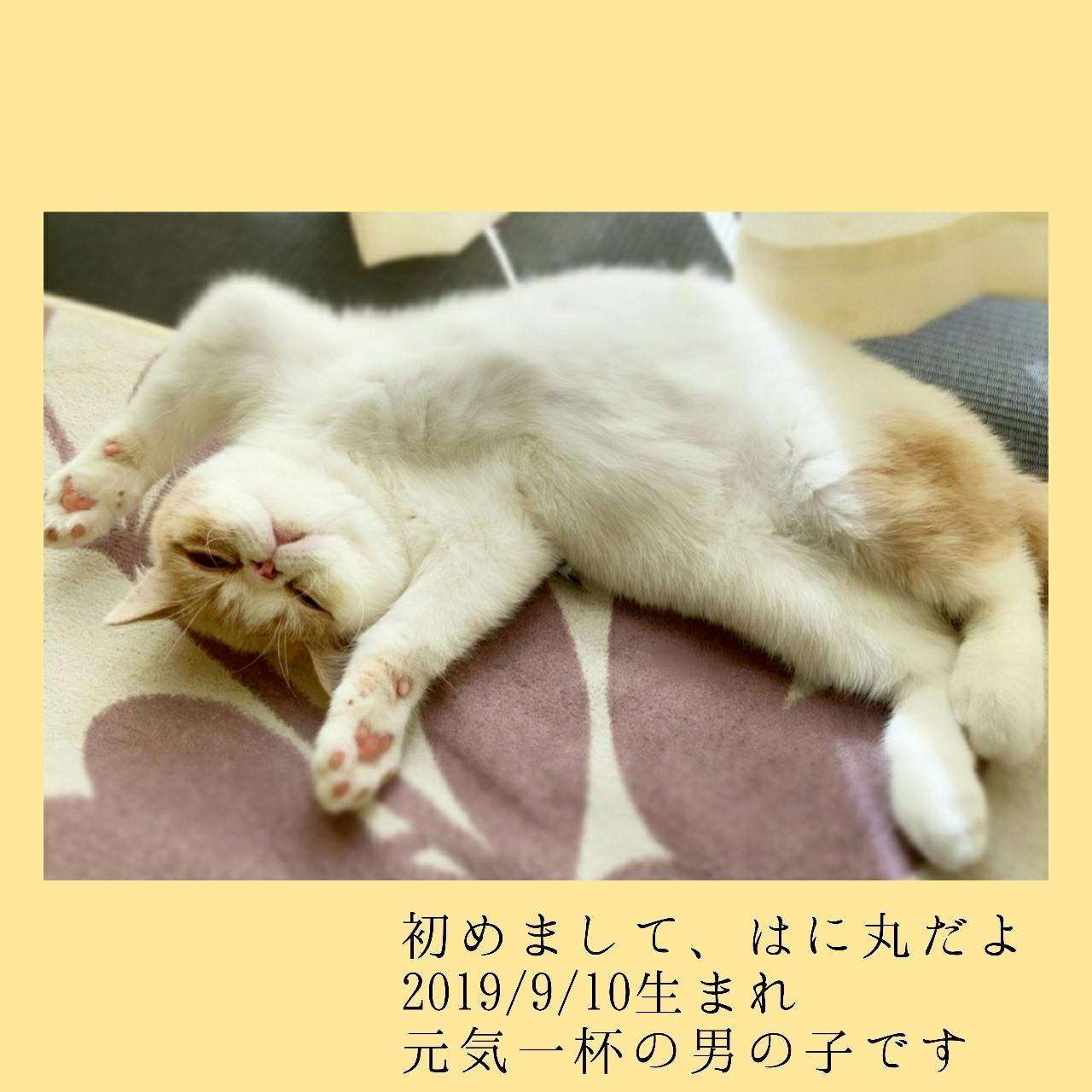 致死率100 難病fipの愛猫 はに丸 にご支援ご協力のお願いです Campfire キャンプファイヤー 致死率100 難病fipの愛猫 はに丸 にご支援ご協力のお願いです Campfire キャンプファイヤー