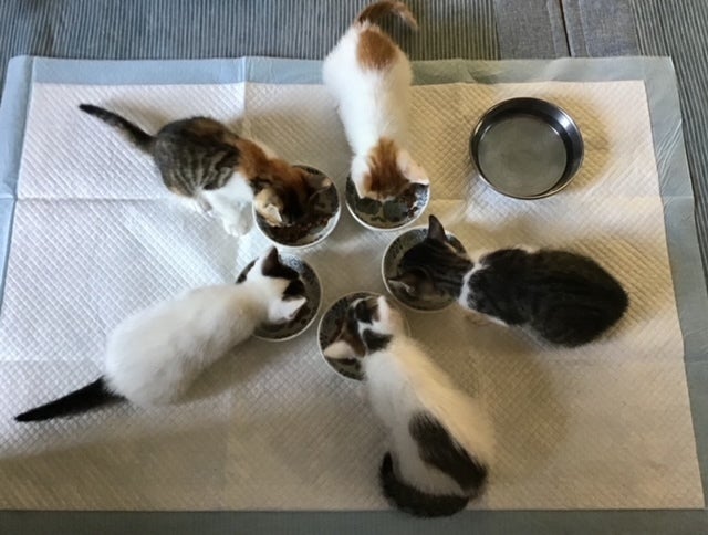 鎌倉の野良猫たち、難病、大怪我の猫たちを助けて！ - CAMPFIRE 