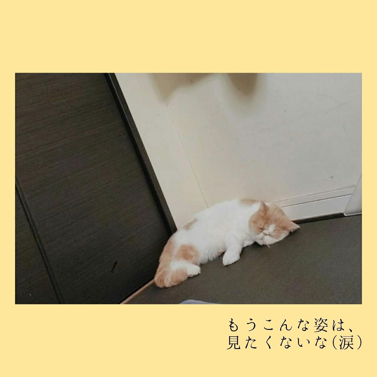 致死率100 難病fipの愛猫 はに丸 にご支援ご協力のお願いです Campfire キャンプファイヤー 致死率100 難病fipの愛猫 はに丸 にご支援ご協力のお願いです Campfire キャンプファイヤー