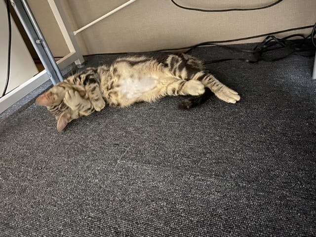 致死率100 Fip 猫伝染性腹膜炎 と闘う子猫にどうか力を貸してください Campfire キャンプファイヤー 致死率100 Fip 猫伝染性腹膜炎 と闘う子猫にどうか力を貸してください Campfire キャンプファイヤー