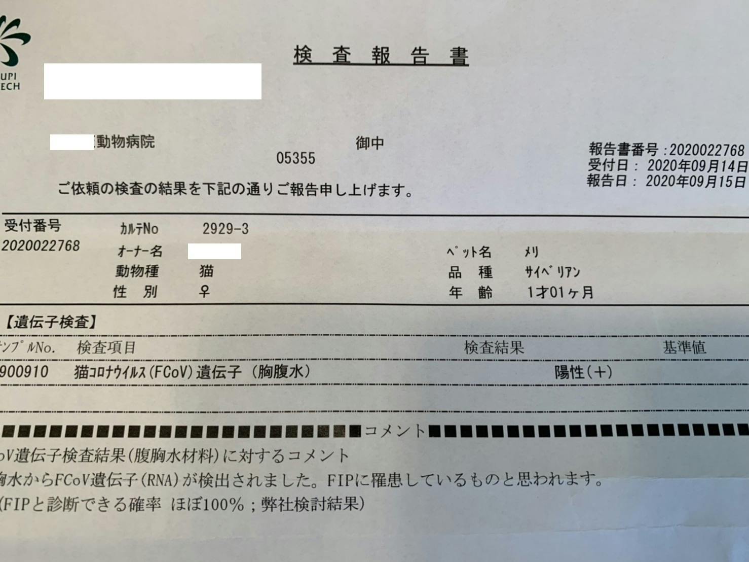 致死率99 9 の難病fip 猫伝染性腹膜炎 になったメリの命を繋げたいです Campfire キャンプファイヤー