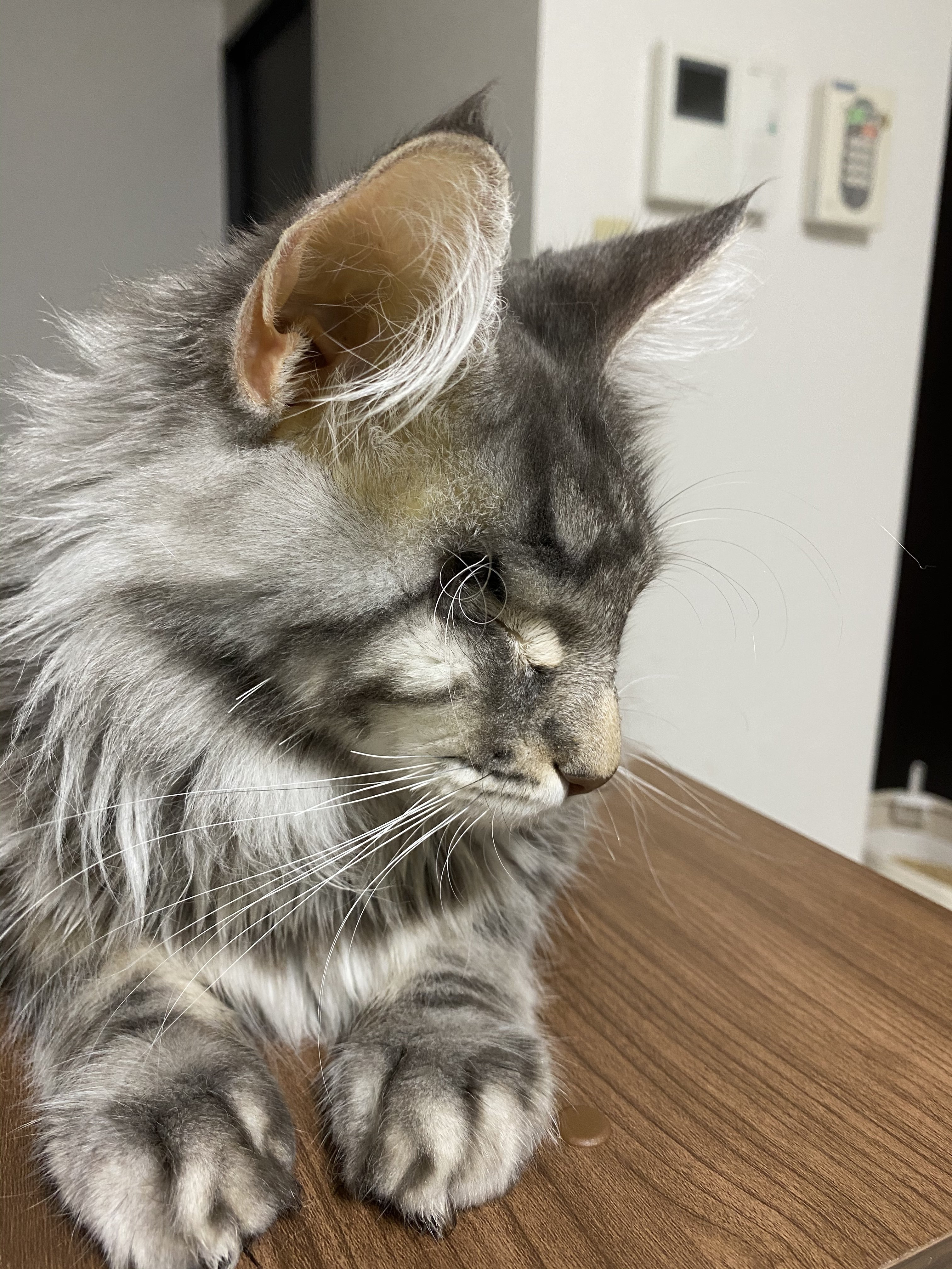 命を守る】片目猫しゃぶしゃぶを致死率99.9%の難病FIPから救いたい 