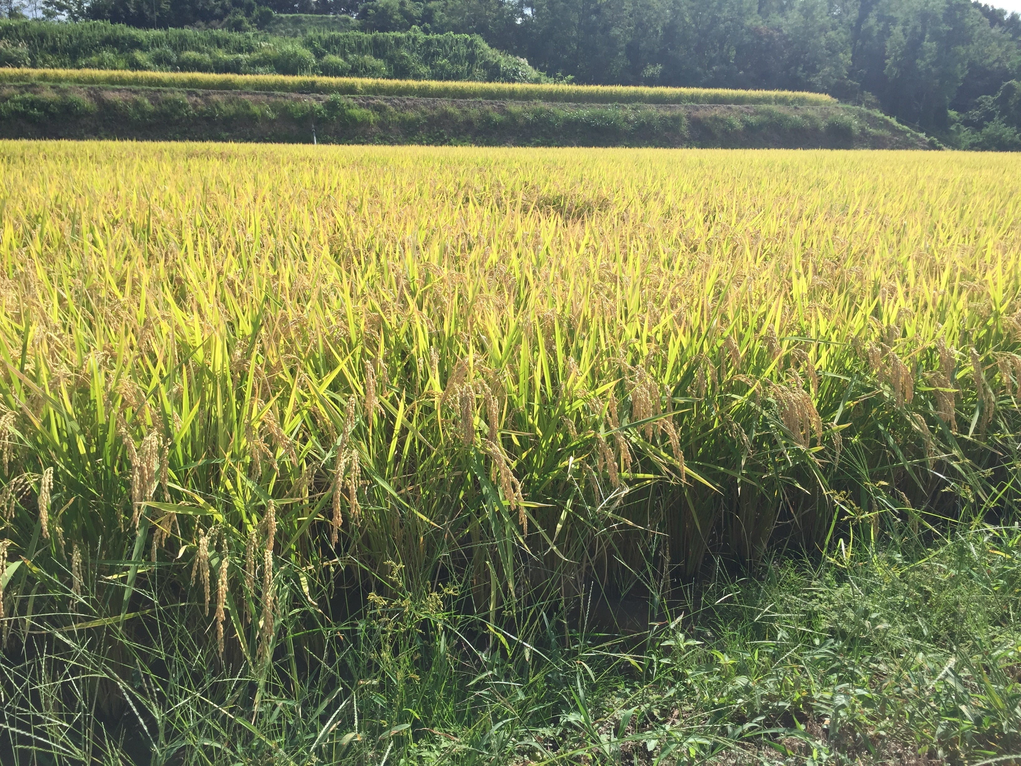 淡路島の五色地域ではねばり、つやがある鮎原米が有名