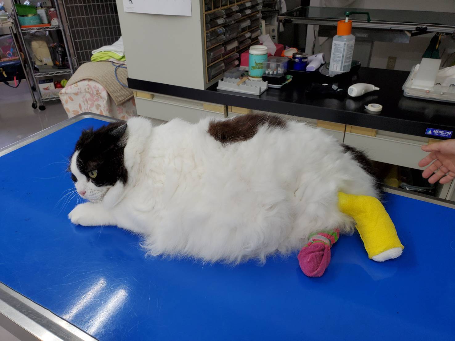 鎌倉の野良猫たち、難病、大怪我の猫たちを助けて！ - CAMPFIRE 