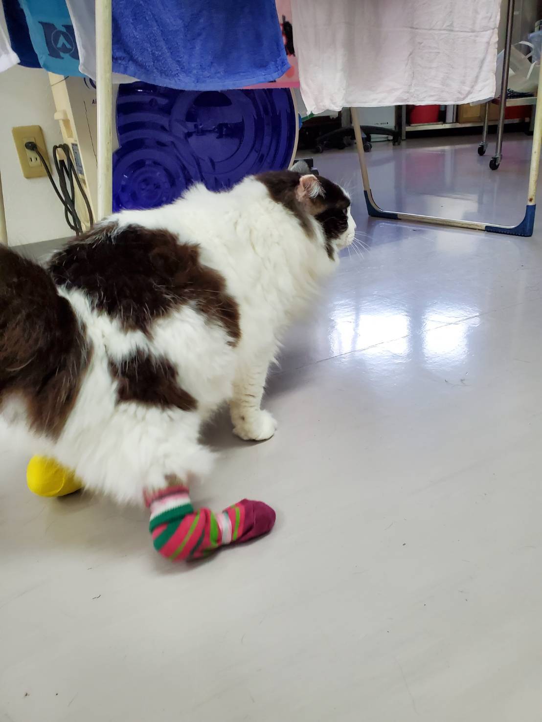 鎌倉の野良猫たち 難病 大怪我の猫たちを助けて Campfire キャンプファイヤー