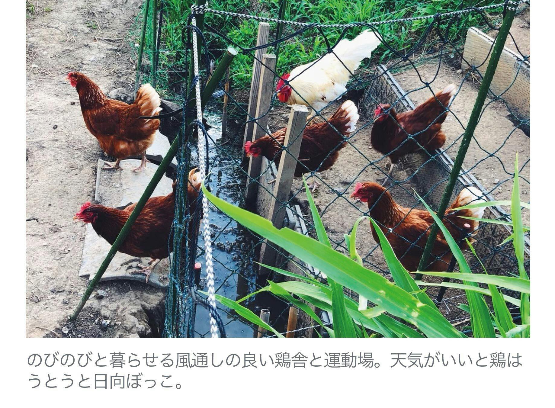循環を作る 小規模養鶏を救う黄金の鶏ガラスープをみんなに届けたい Campfire キャンプファイヤー 循環を作る 小規模養鶏を救う黄金の鶏ガラスープをみんなに届けたい Campfire キャンプファイヤー