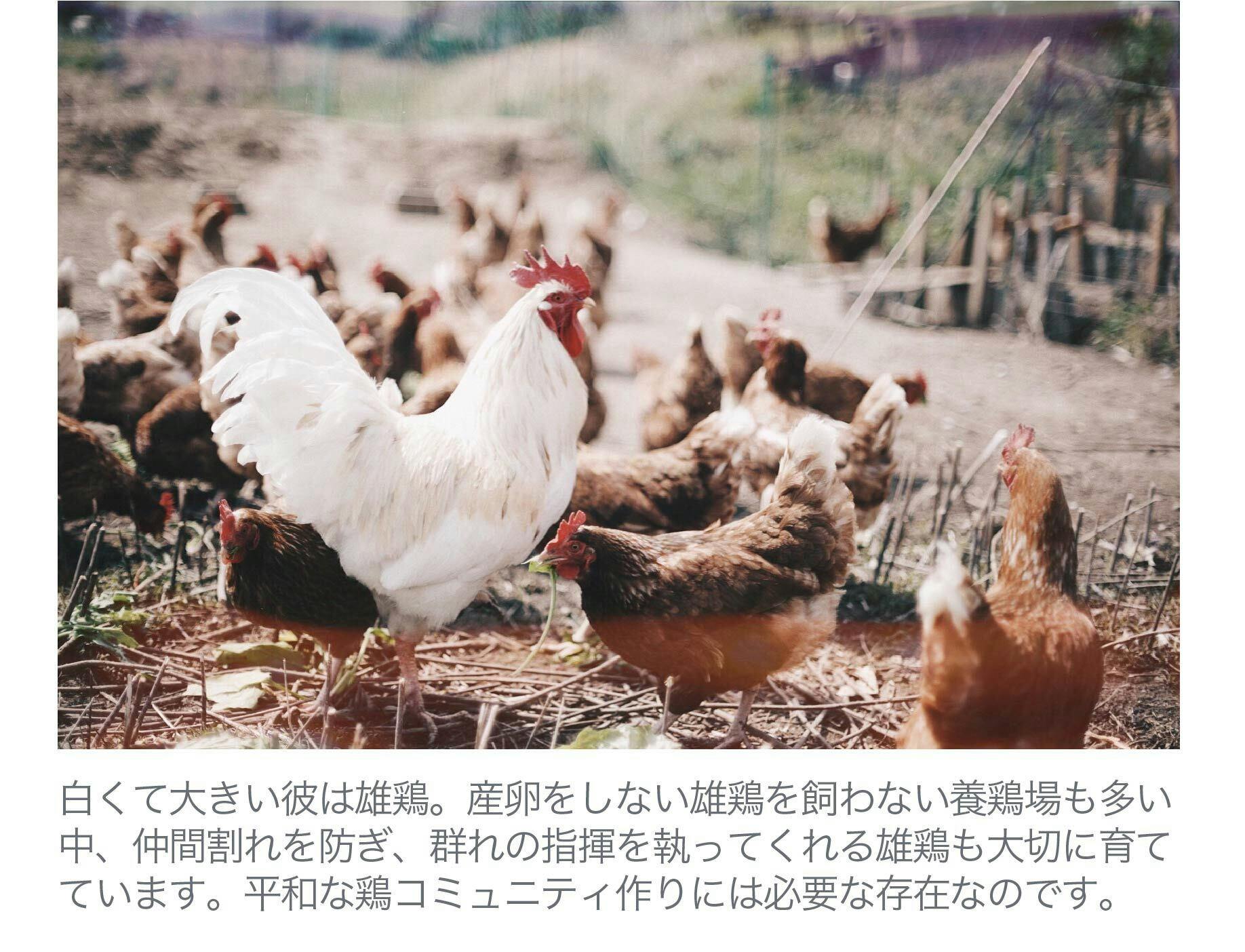 循環を作る 小規模養鶏を救う黄金の鶏ガラスープをみんなに届けたい Campfire キャンプファイヤー