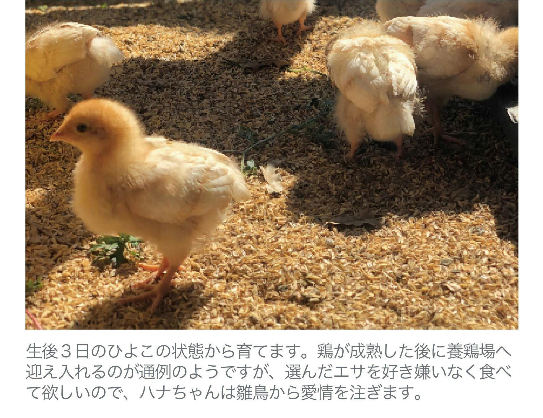循環を作る 小規模養鶏を救う黄金の鶏ガラスープをみんなに届けたい Campfire キャンプファイヤー