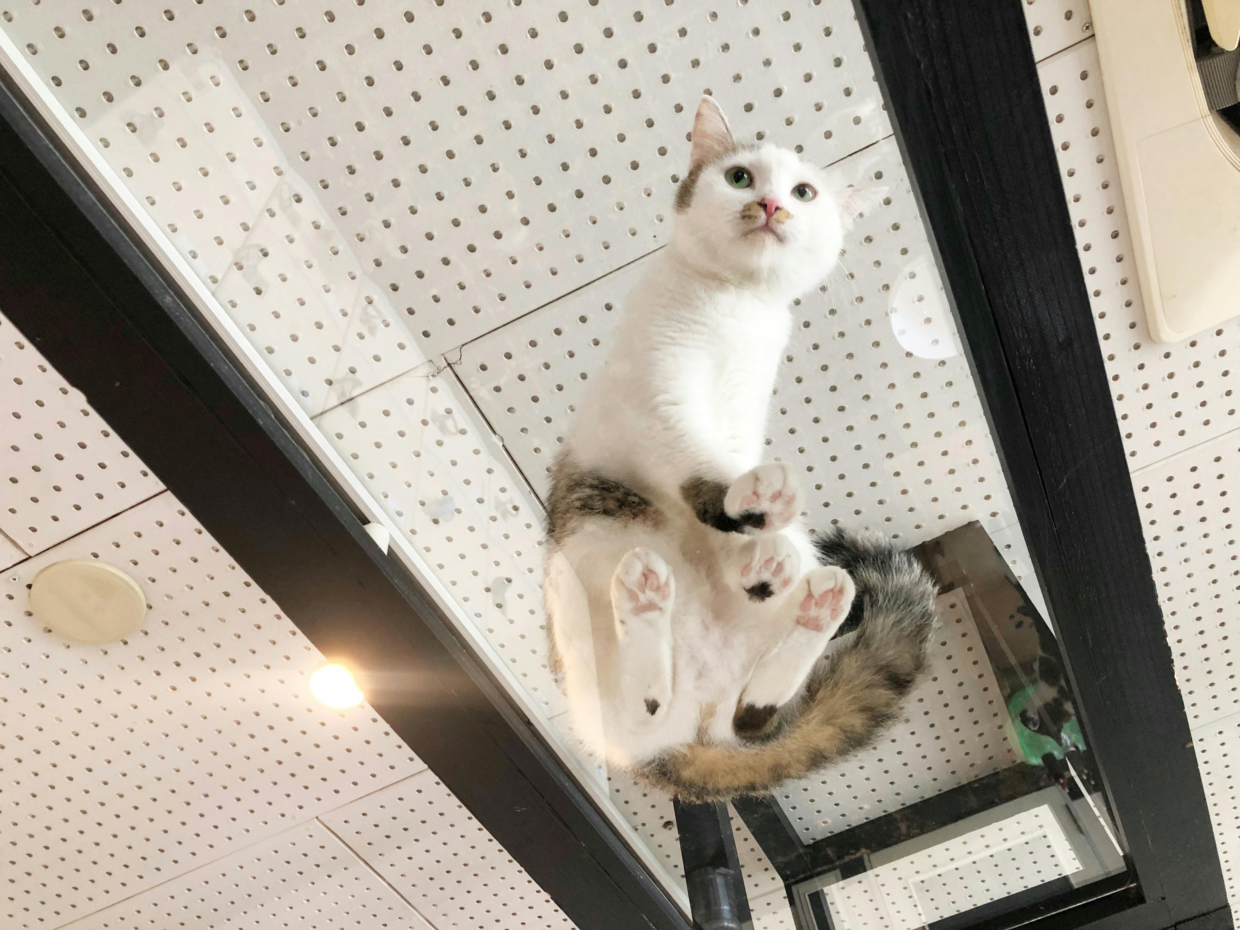 保護猫カフェ 猫まる茶屋 営業継続支援のお願い Campfire キャンプファイヤー 保護猫カフェ 猫まる茶屋 営業継続支援のお願い Campfire キャンプファイヤー