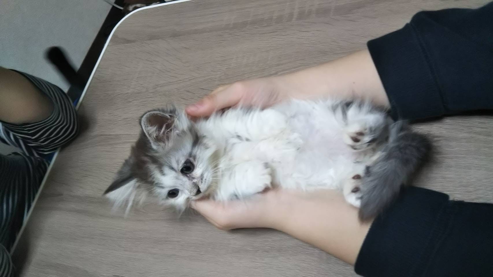 猫伝染性fipにかかったマロンの治療費ご協力お願いいたします Campfire キャンプファイヤー 猫伝染性fipにかかったマロンの治療費ご協力お願いいたします Campfire キャンプファイヤー