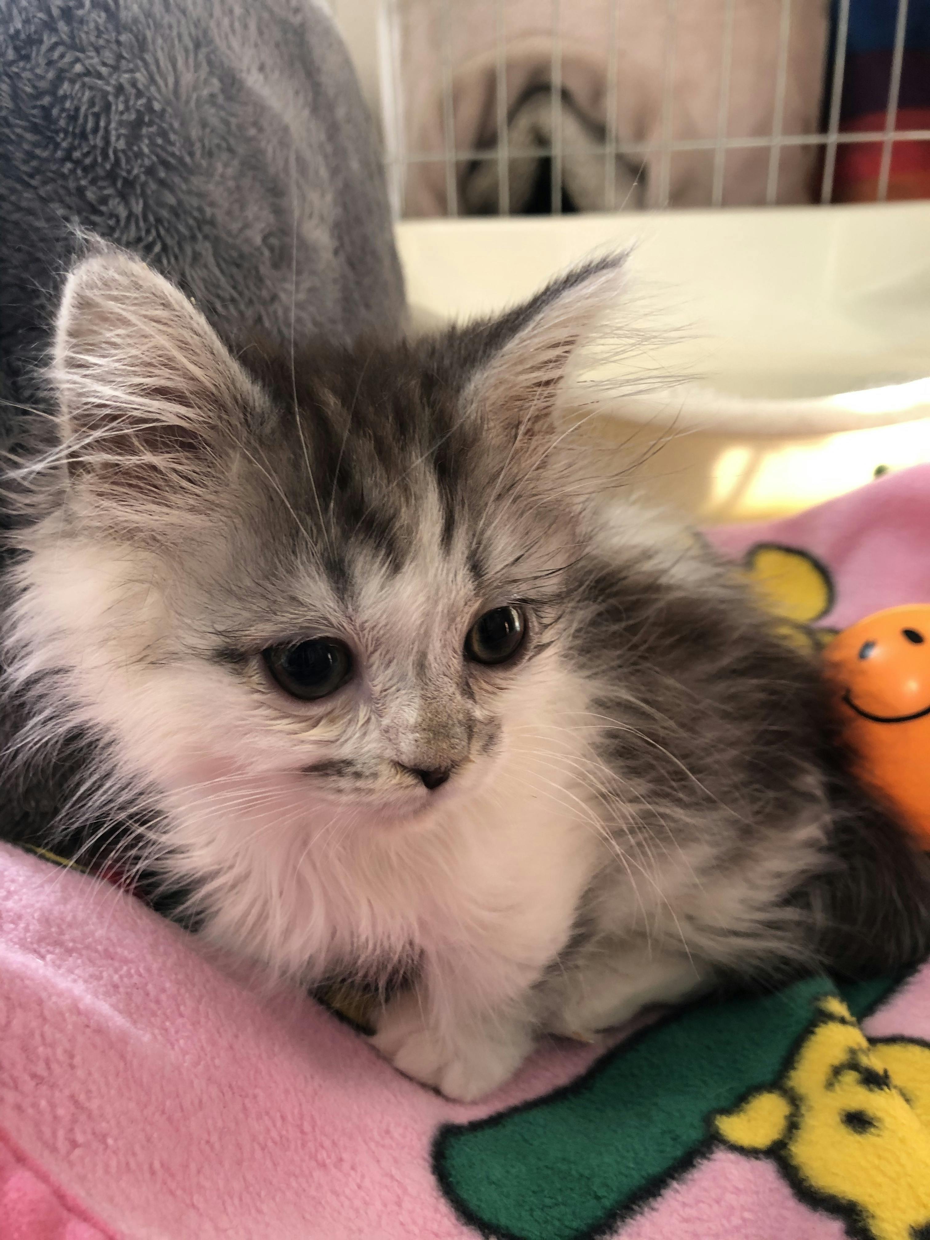 猫伝染性fipにかかったマロンの治療費ご協力お願いいたします Campfire キャンプファイヤー 猫伝染性fipにかかったマロンの治療費ご協力お願いいたします Campfire キャンプファイヤー