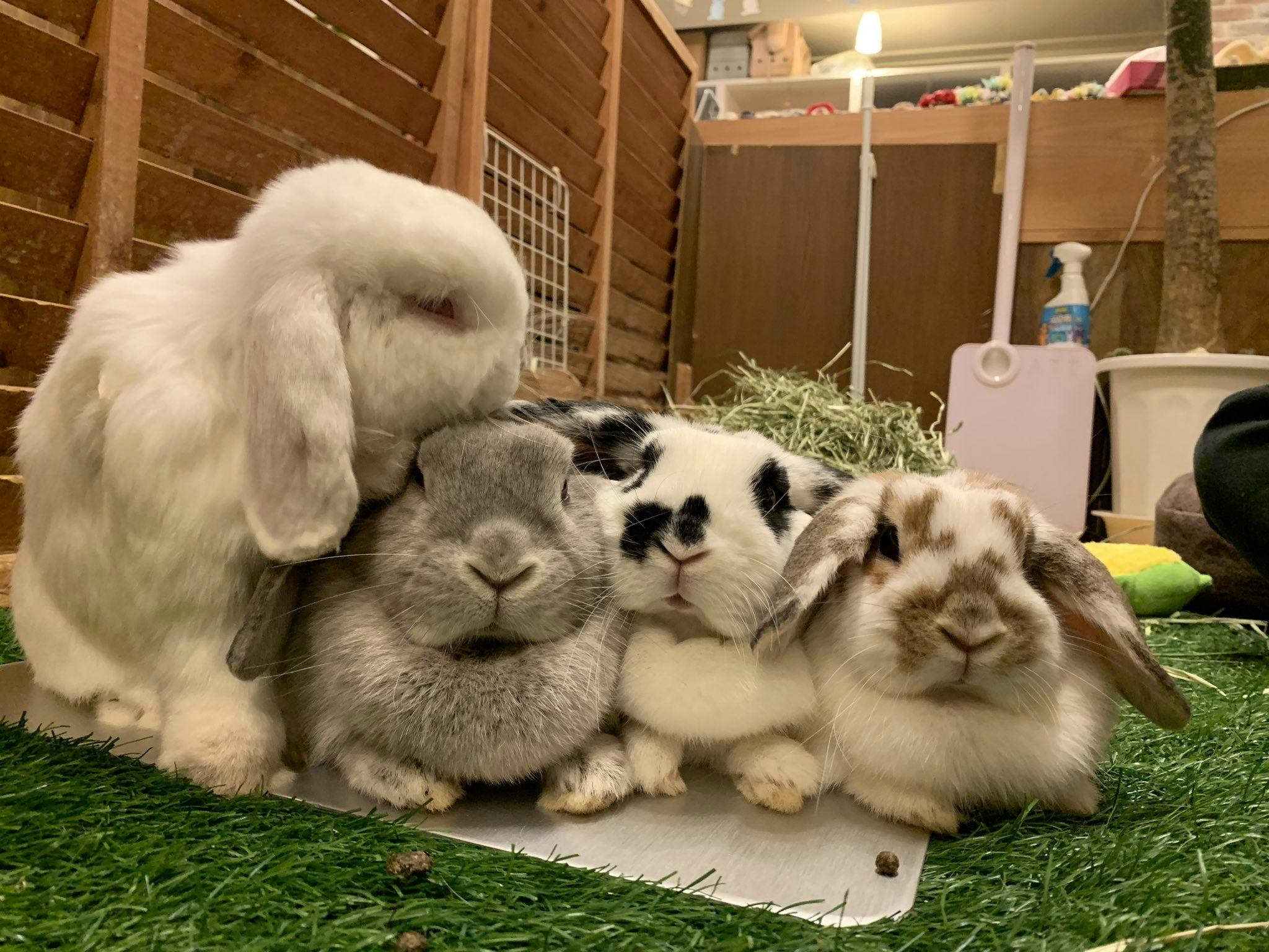 うさぎカフェ もふれる コロナウィルスに負けたくない 店舗運営ご支援のお願い Campfire キャンプファイヤー