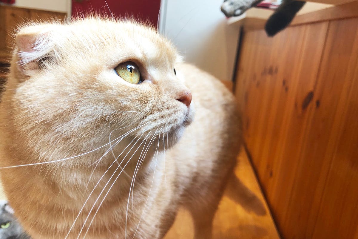 群馬県 ねこと占い師がいるカフェ キャッツプラネット 営業継続支援のお願い Campfire キャンプファイヤー 群馬県 ねこと占い師がいるカフェ キャッツプラネット 営業継続支援のお願い Campfire キャンプファイヤー