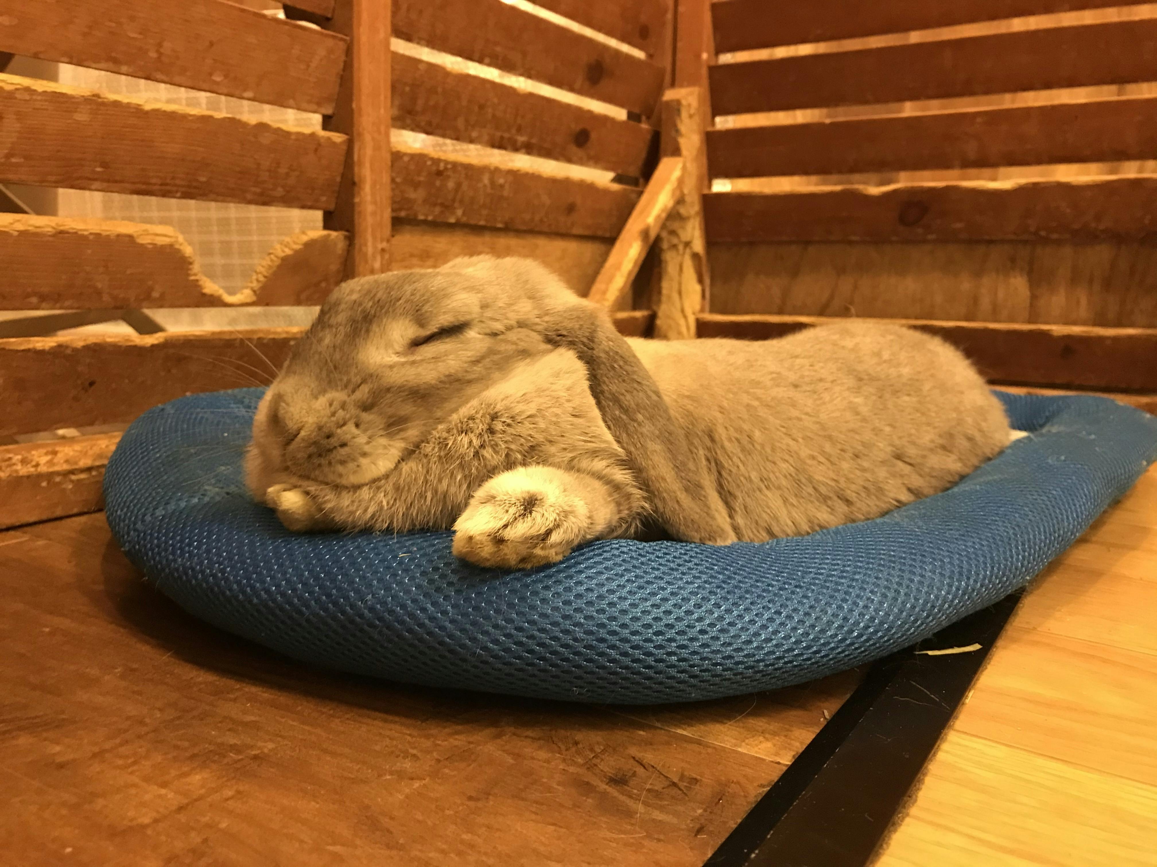 うさぎカフェ もふれる コロナウィルスに負けたくない 店舗運営ご支援のお願い Campfire キャンプファイヤー