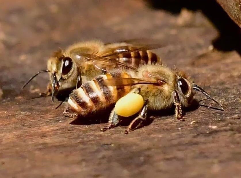 日本ミツバチの絶滅を救え ほっぺたが落ちるほど美味しい蜂蜜を味わいたい Campfire キャンプファイヤー