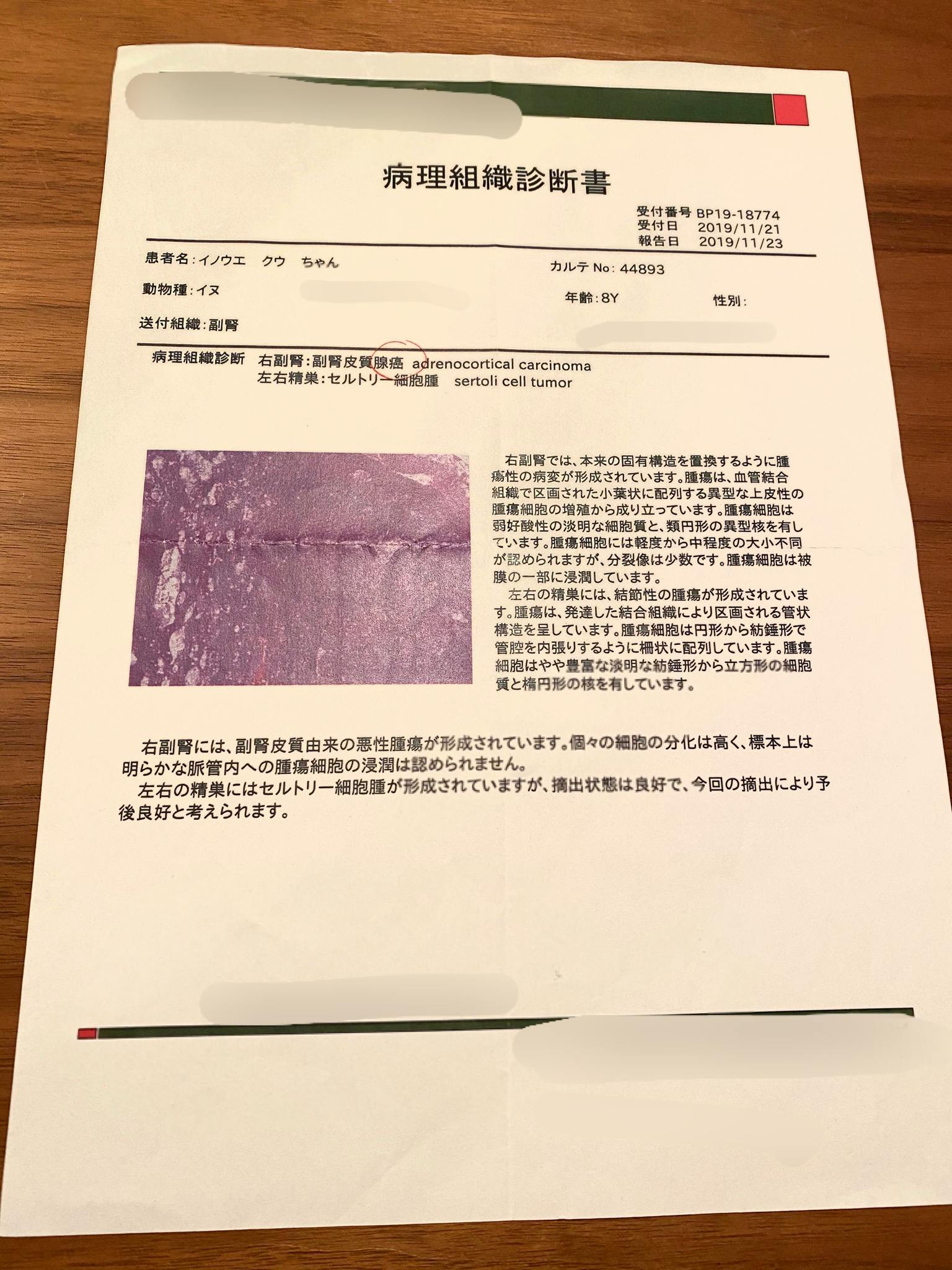 手術費用のお願い 愛犬クゥさん 9 を副腎腫瘍から救って下さい