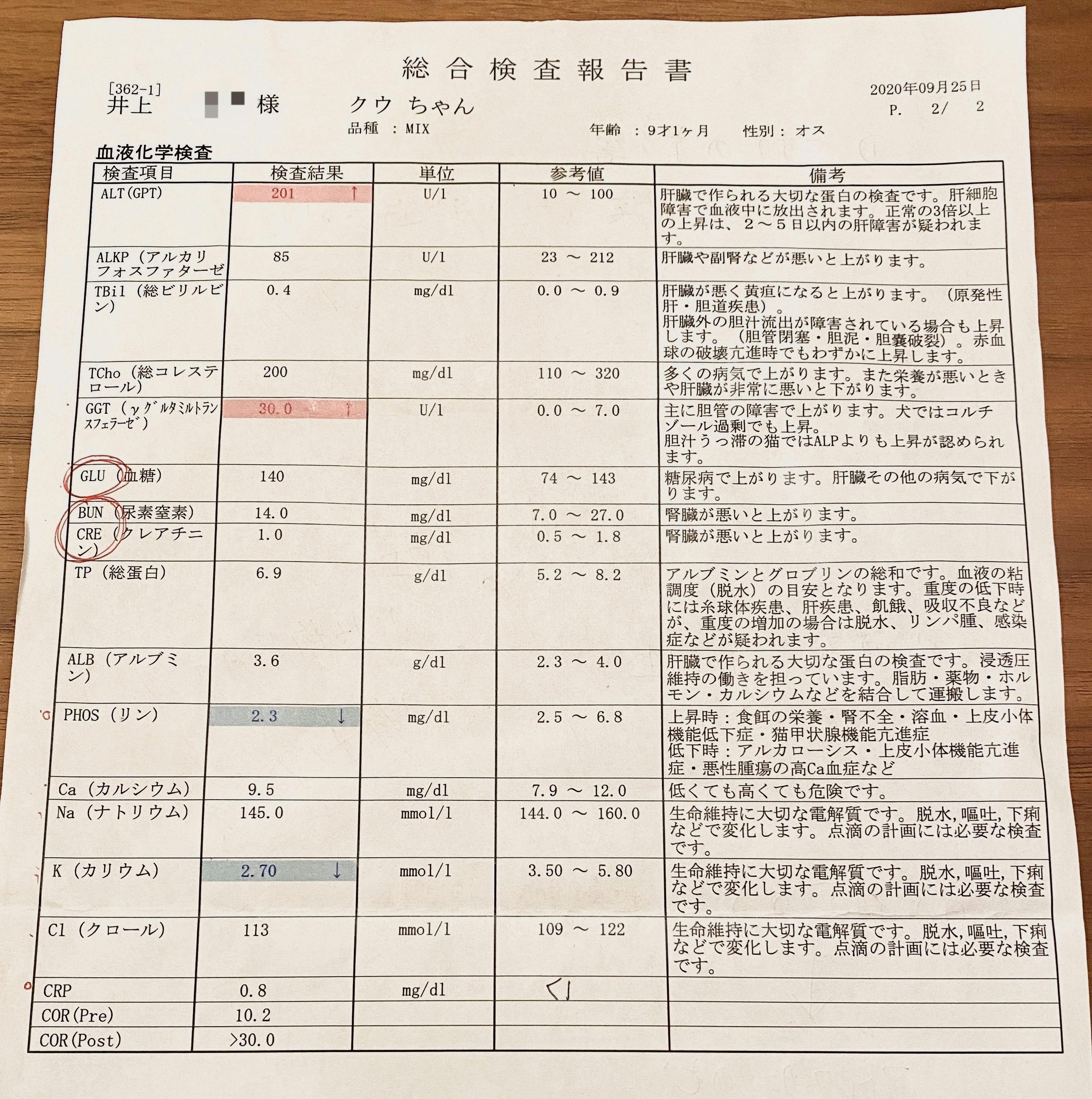 手術費用のお願い 愛犬クゥさん 9 を副腎腫瘍から救って下さい Campfire キャンプファイヤー