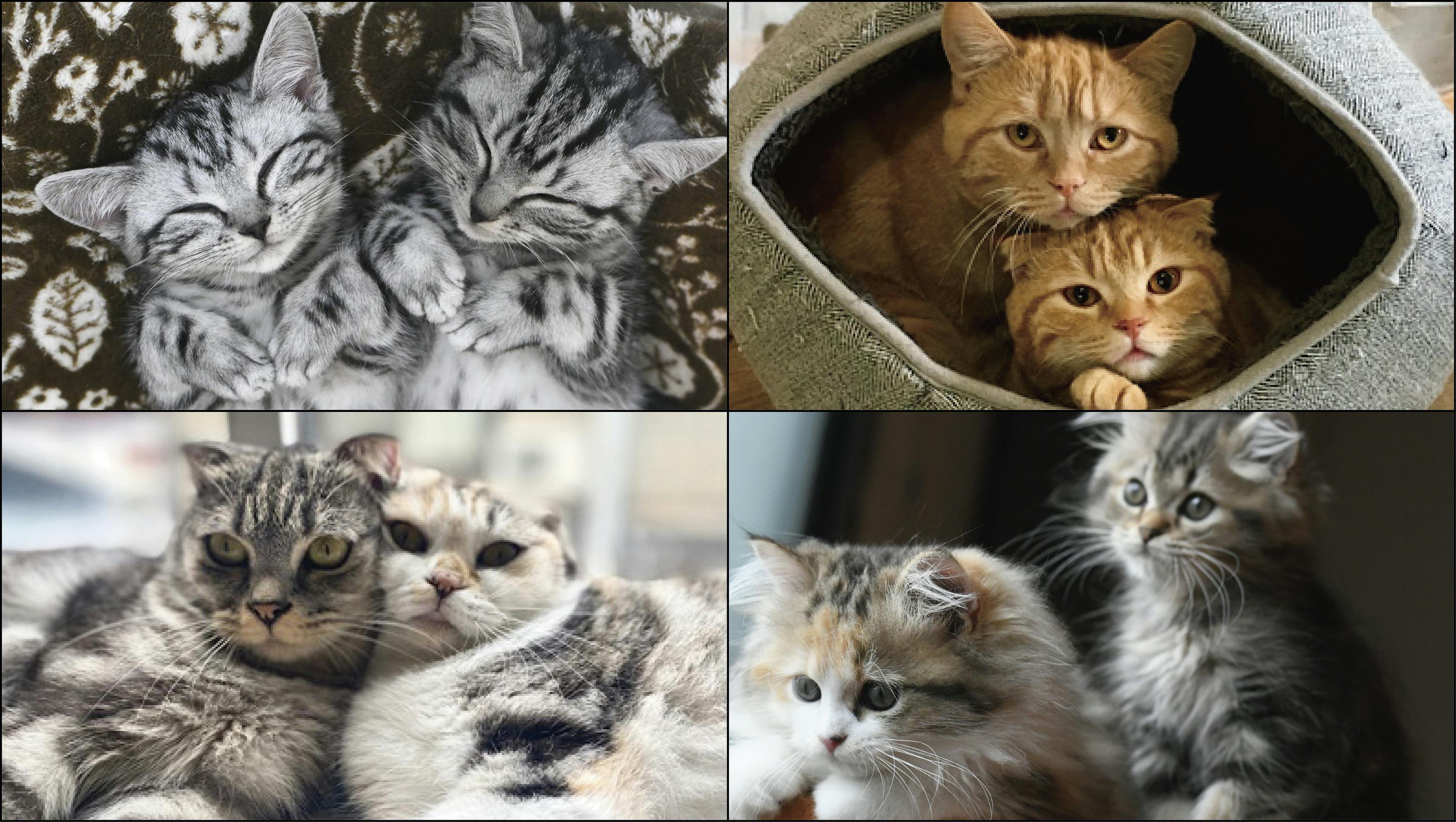 フクとマリモいる猫カフェの維持 継続にご支援ください Campfire キャンプファイヤー フクとマリモいる猫カフェの維持 継続にご支援ください Campfire キャンプファイヤー