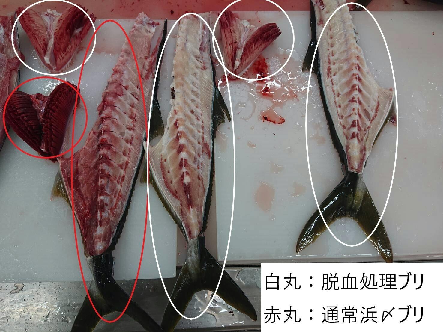 特別な魚で年末年始 めで鯛 出世魚の鰤 を食べてもらいたい Campfire キャンプファイヤー 特別な魚で年末年始 めで鯛 出世魚の鰤 を食べてもらいたい Campfire キャンプファイヤー