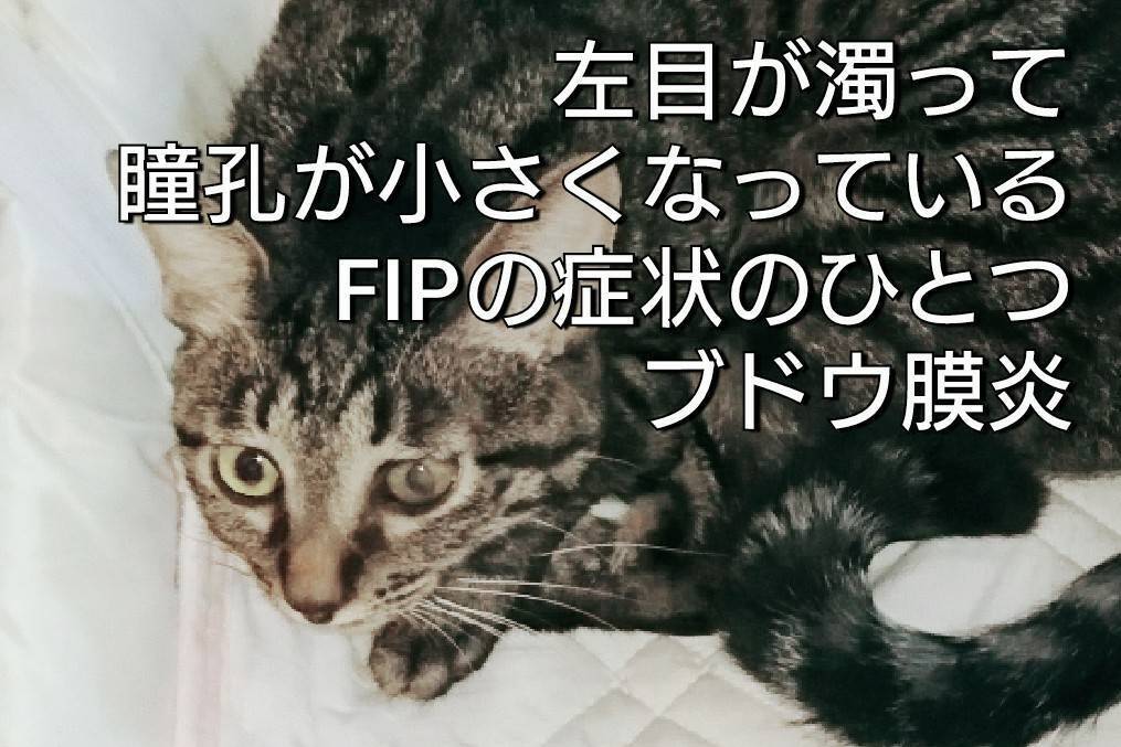致死率ほぼ100%猫伝染性腹膜炎FIPと闘うミルクを新薬でどうしても救い