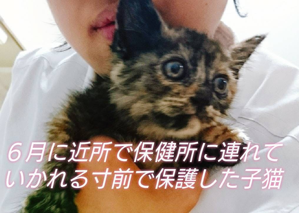 致死率ほぼ100％猫伝染性腹膜炎FIPと闘うミルクを新薬でどうしても救い 