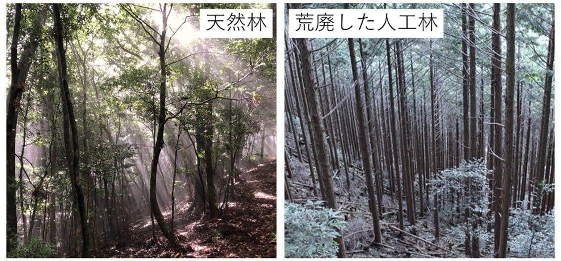 荒廃した奥地人工林を 低コストで管理できる森林 へ Campfire キャンプファイヤー 荒廃した奥地人工林を 低コストで管理できる森林 へ Campfire キャンプファイヤー
