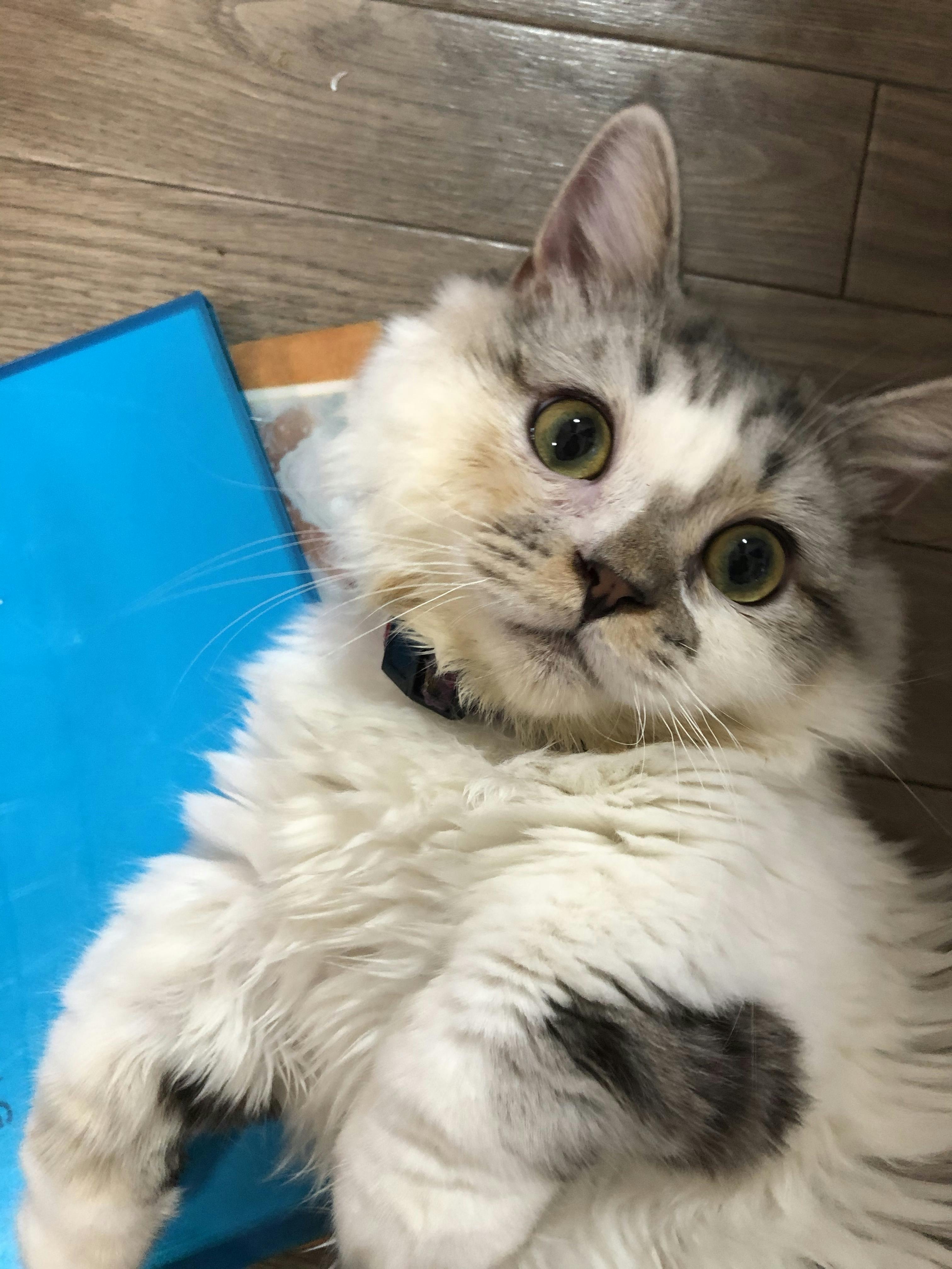 猫伝染性fipにかかったマロンの治療費ご協力お願いいたします Campfire キャンプファイヤー 猫伝染性fipにかかったマロンの治療費ご協力お願いいたします Campfire キャンプファイヤー