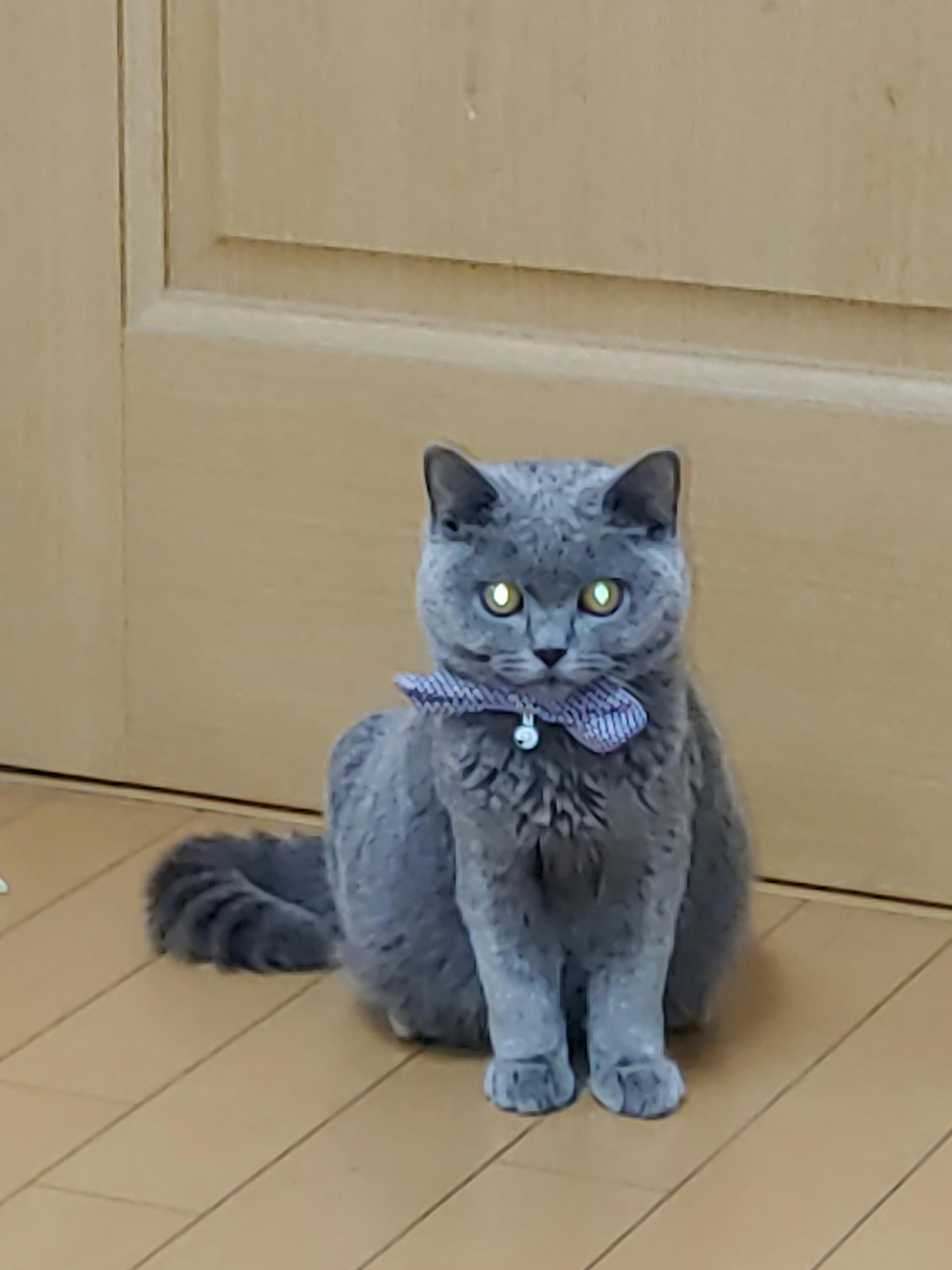 保護猫らむねを助けてください Campfire キャンプファイヤー 保護猫らむねを助けてください Campfire キャンプファイヤー