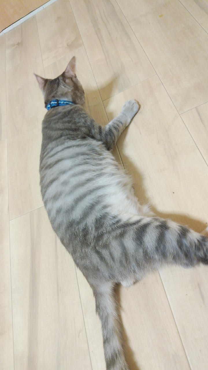 Fip 猫伝染性腹膜炎 にかかった子猫ガブを助けて下さい Campfire キャンプファイヤー Fip 猫伝染性腹膜炎 にかかった子猫ガブを助けて下さい Campfire キャンプファイヤー