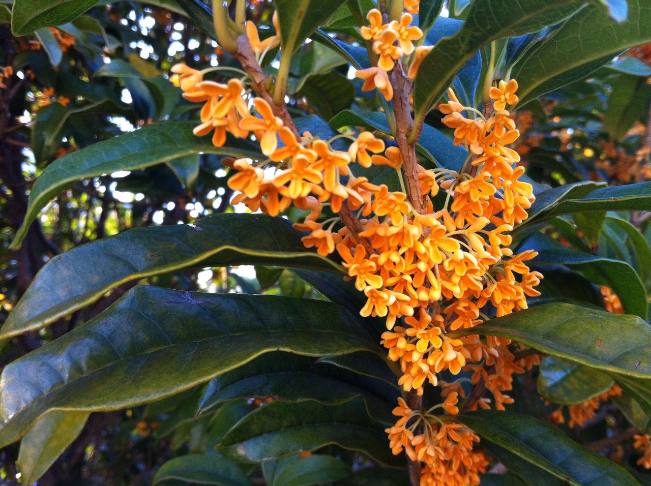 戸田市産のキンモクセイ香水で癒されてほしい Osmanthus Campfire キャンプファイヤー 戸田市産のキンモクセイ香水で癒されてほしい Osmanthus Campfire キャンプファイヤー