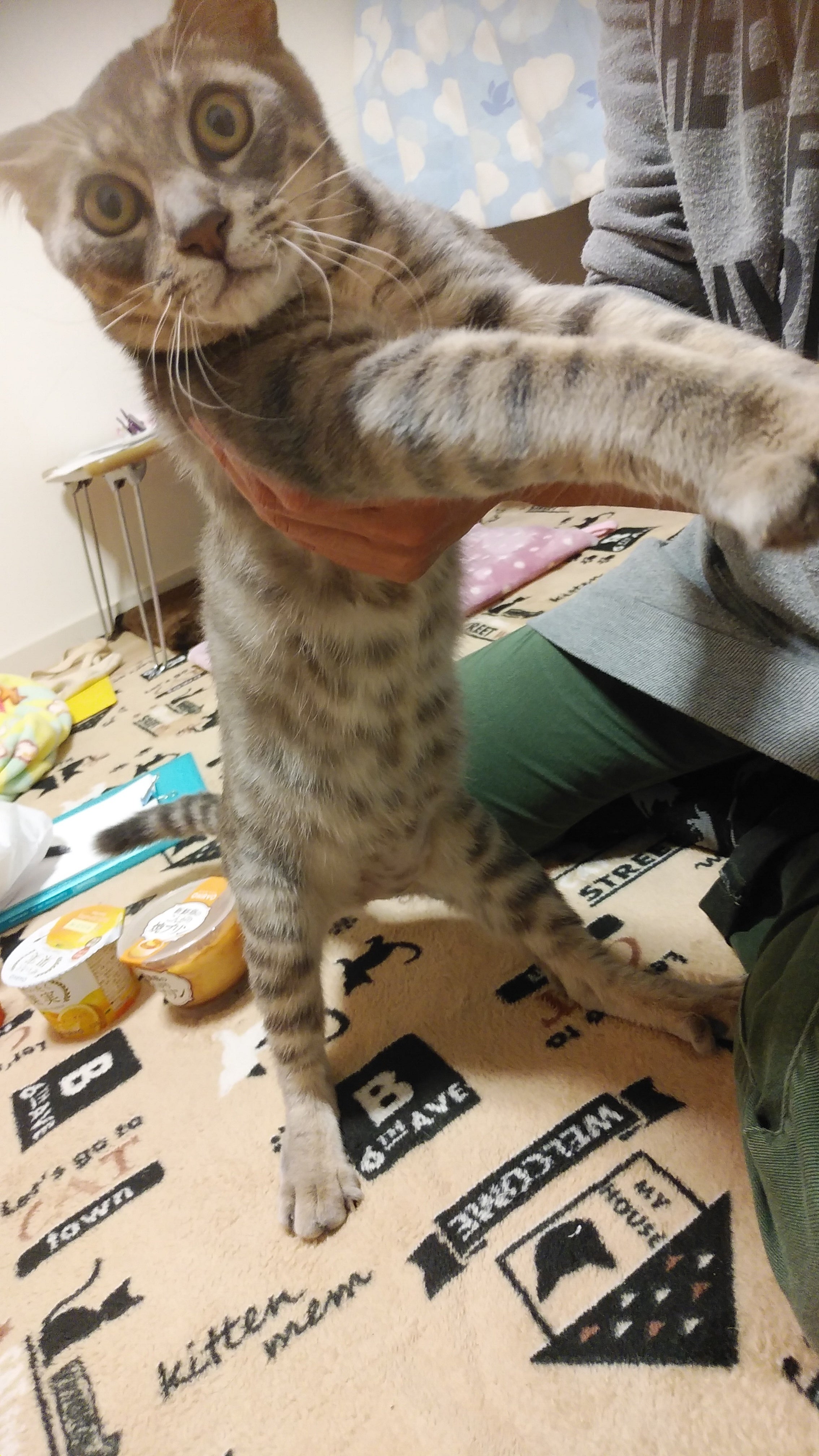 FIP(猫伝染性腹膜炎）にかかった子猫ガブを助けて下さい - CAMPFIRE 