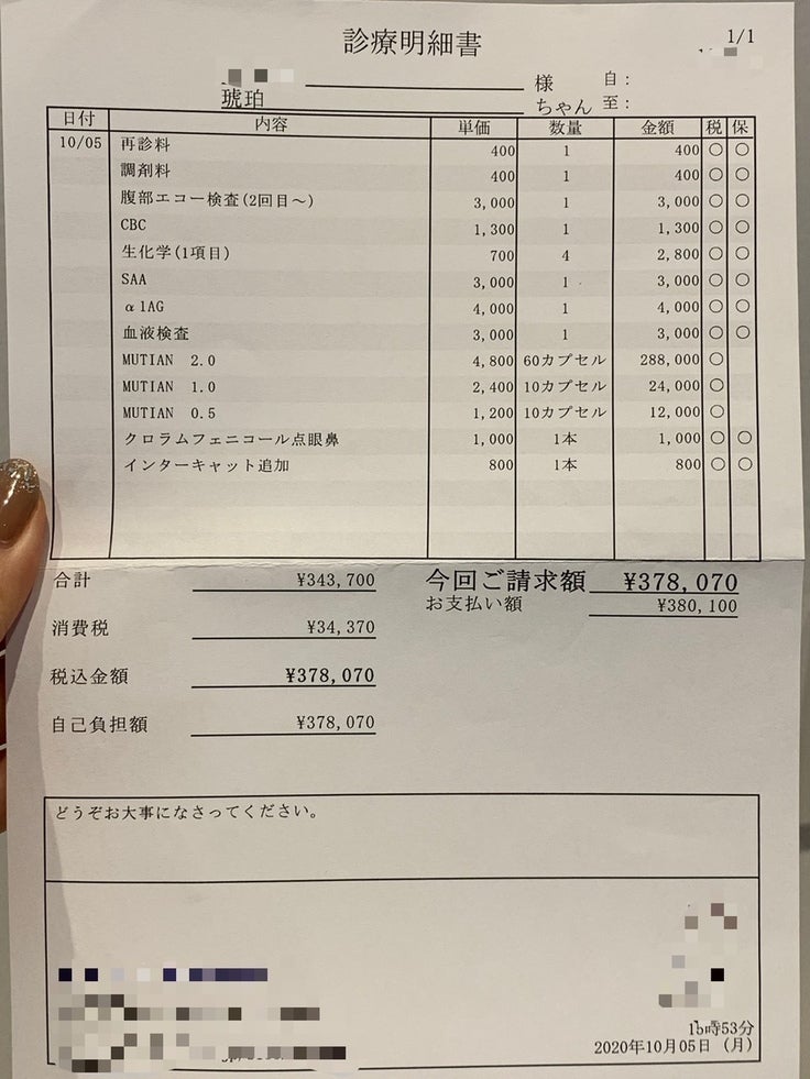 難病fip と闘うこっちゃんの治療費のご支援 ご協力のお願いです Campfire キャンプファイヤー