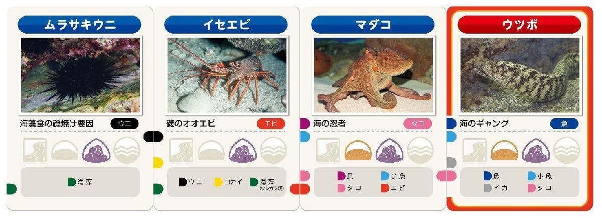 カードゲーム おさかなの海 で海の自然や生き物を知ってほしい Campfire キャンプファイヤー