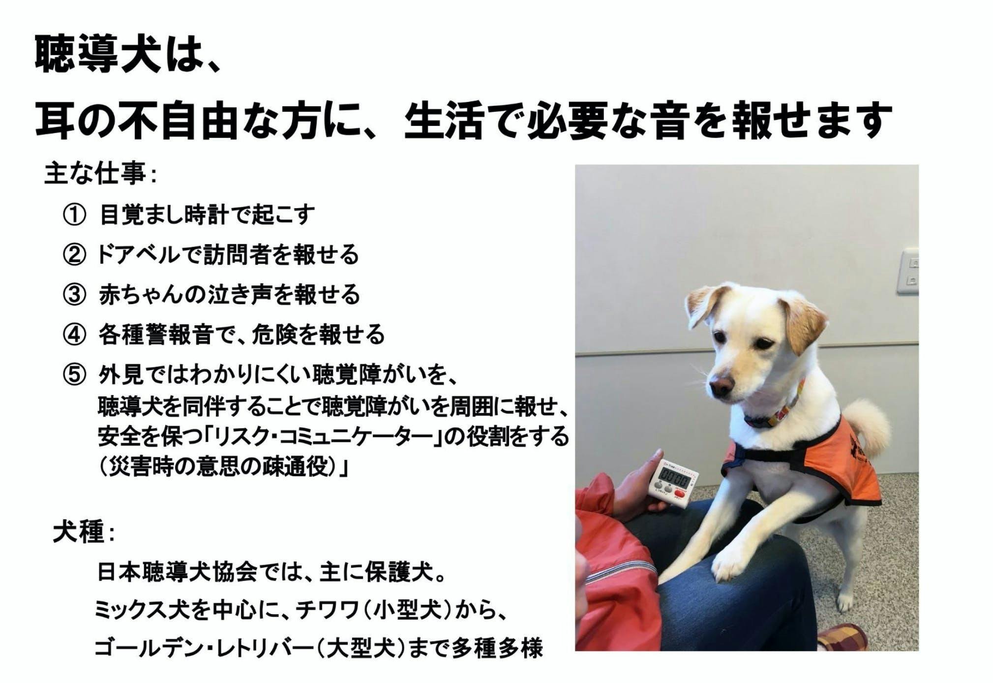 収入が激減 コロナ乗越え 全国に聴導犬 介助犬を届けたい Campfire キャンプファイヤー