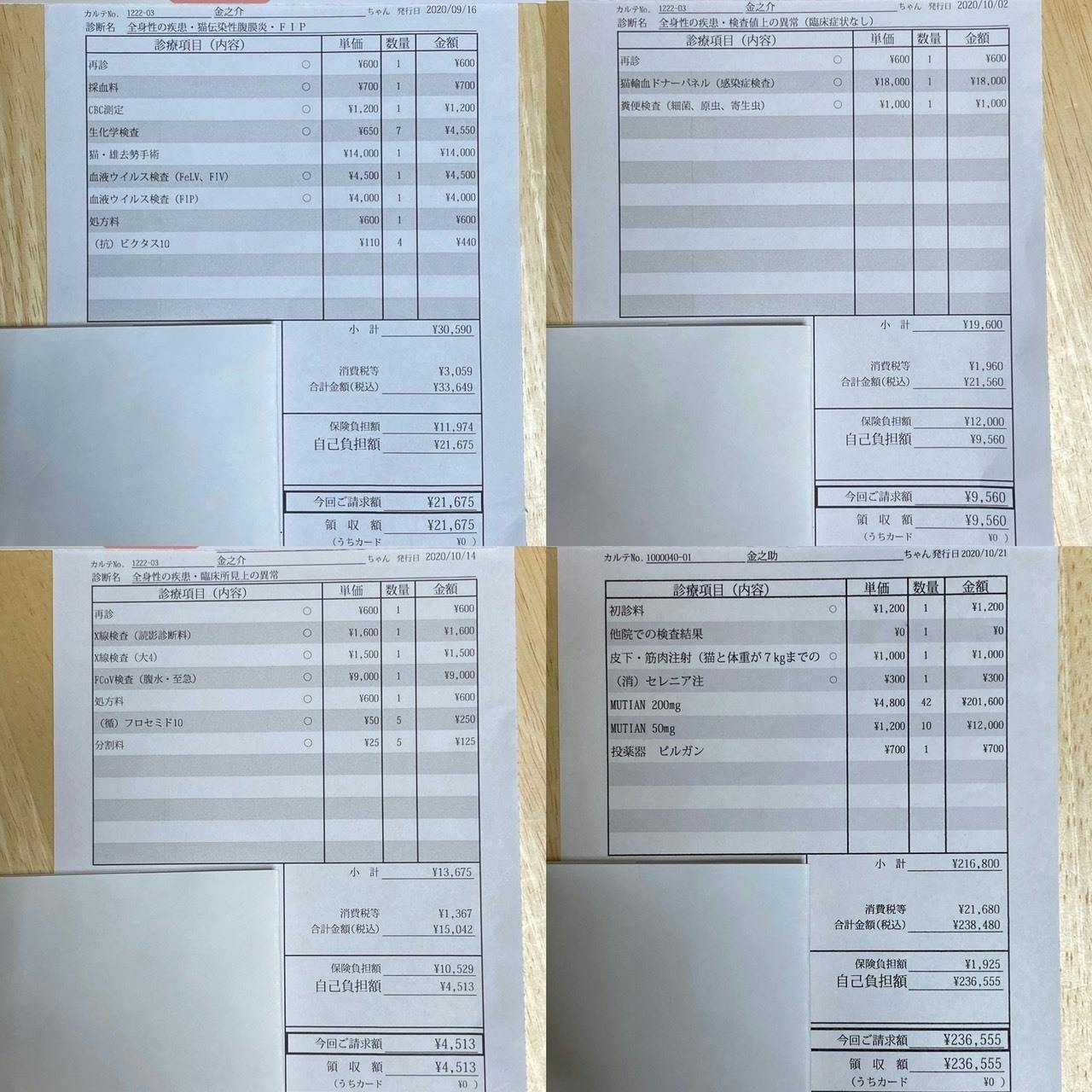 Fip 猫伝染性腹膜炎 を発症した金之介を助けたいです ご支援お願い致します Campfire キャンプファイヤー