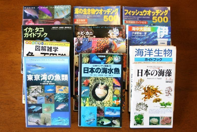 カードゲーム おさかなの海 で海の自然や生き物を知ってほしい Campfire キャンプファイヤー カードゲーム おさかなの海 で海の自然や生き物を知ってほしい Campfire キャンプファイヤー