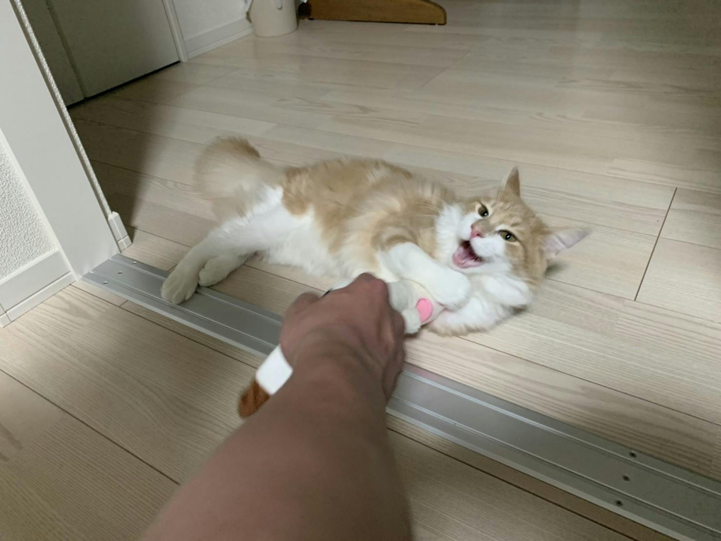 死亡率99 9 の難病 Fipになったきなこと一日でも長く一緒に過ごしたい Campfire キャンプファイヤー