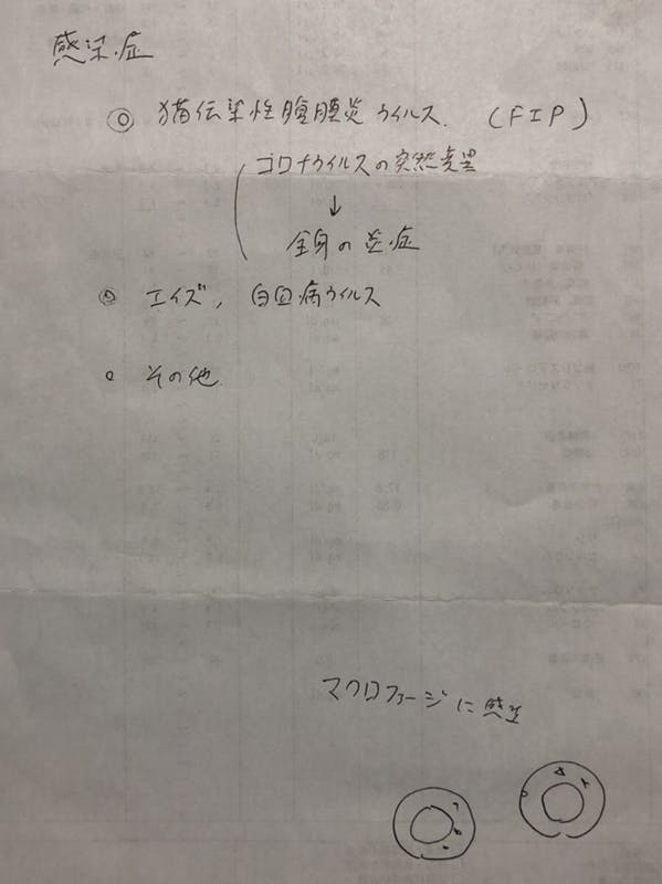 致死率100％のFIP(猫伝染性腹膜炎)と闘う小さな命にどうか力をお貸し 