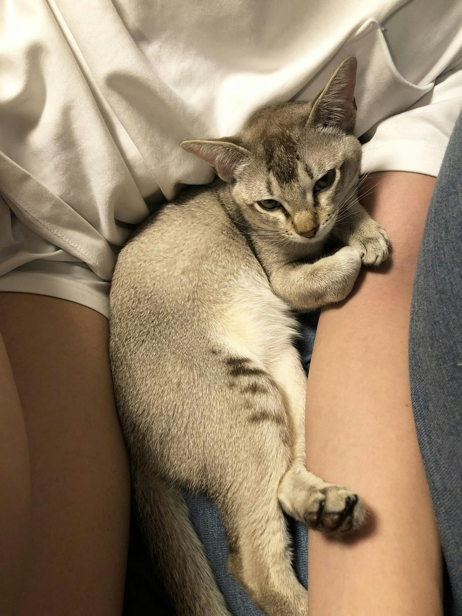 致死率100 のfip 猫伝染性腹膜炎 と闘う小さな命にどうか力をお貸し下さい Campfire キャンプファイヤー 致死率100 のfip 猫伝染性腹膜炎 と闘う小さな命にどうか力をお貸し下さい Campfire キャンプファイヤー